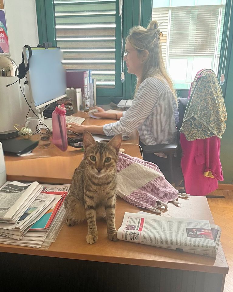 القطة تجولت بين مكاتب السفارة الألمانية بالقاهرة