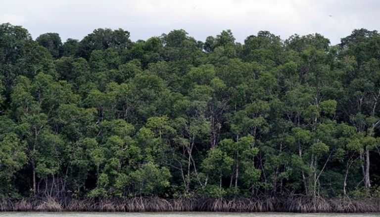 منظر عام لغابة الأمازون بالقرب من بيليم - أ ف ب