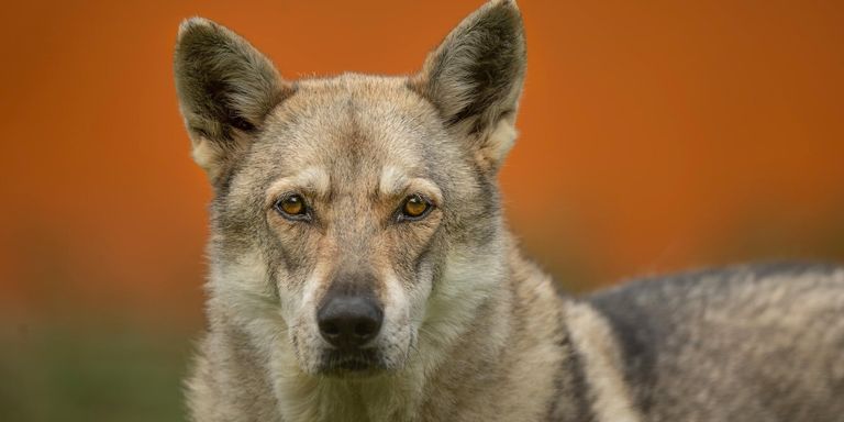 كلاب ما قبل التاريخ كانت أكثر تنوعا مما نتصور