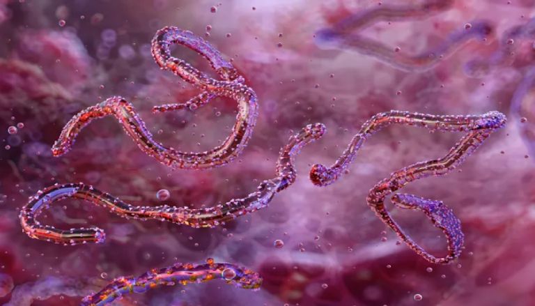 تفاصيل انتشار فيروس ماربورغ في إثيوبيا تفاصيل انتشار فيروس ماربورغ في إثيوبيا