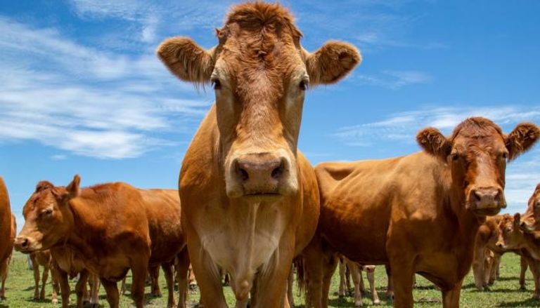 أبقار في مزرعة أسترالية