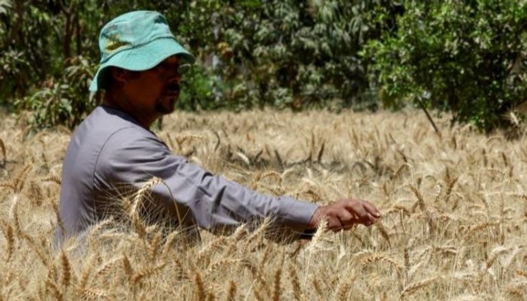 مزارع يتابع محصول القمح في إحدى قرى مصر
