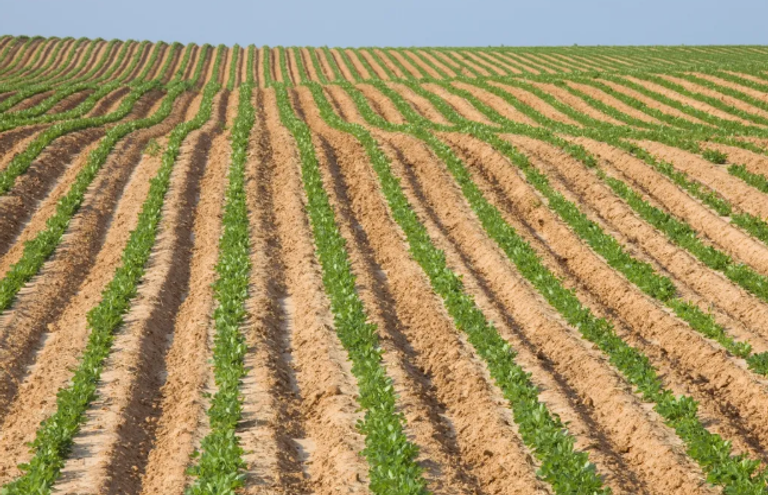 العواصف الشمسية قد تشكل تهديدا كبيرا على زراعة الفستق