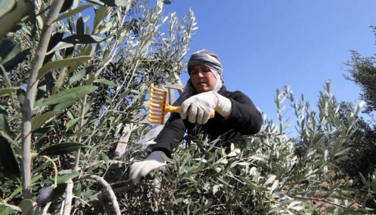 حصاد الزيتون في تونس