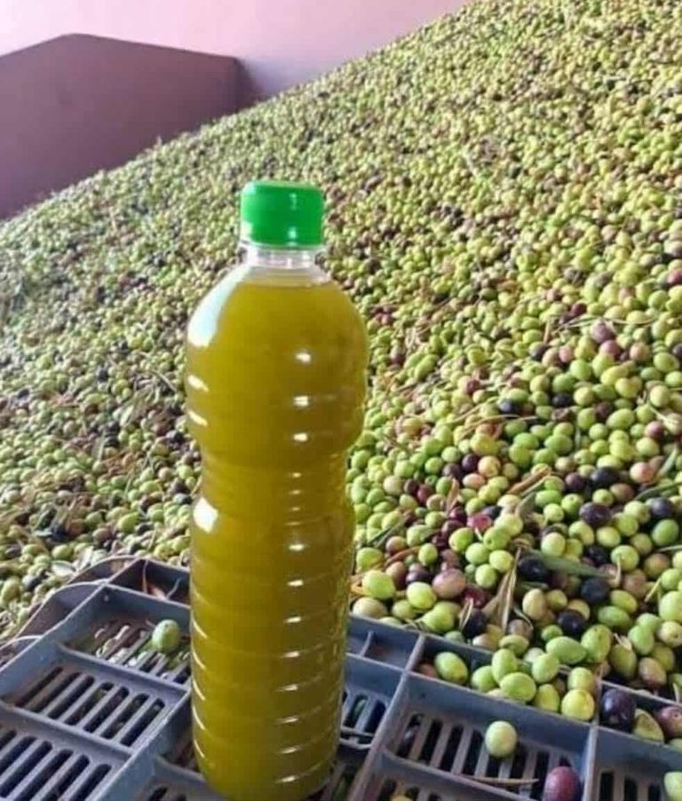 حصاد الزيتون في تونس