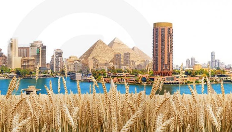 طفرة قمح محلية في مصر