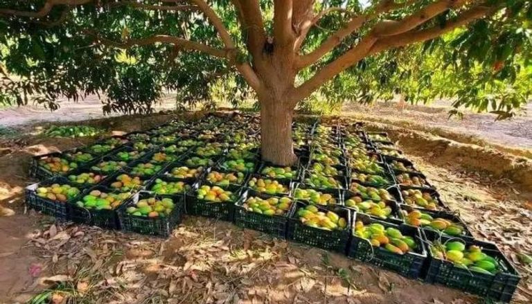 مانجو في إحدى مزارع تهامة (متداولة)