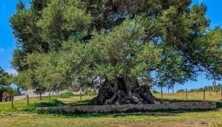 شجر زيتون "الشرف"