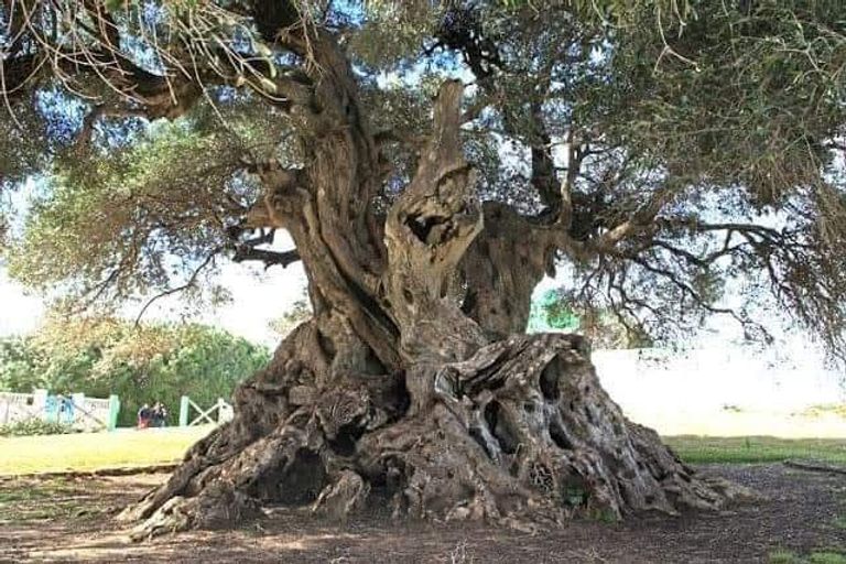 صورة لزيتونة "الشرف"