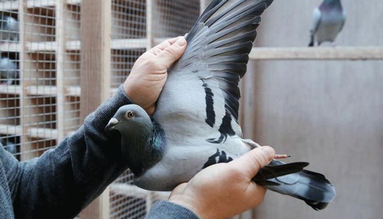 باحثون أعدوا أول خريطة شاملة لطفيليات الحمام في الجزائر