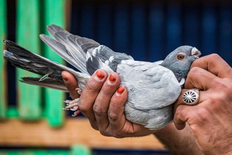 باحثون أعدوا أول خريطة شاملة لطفيليات الحمام في الجزائر