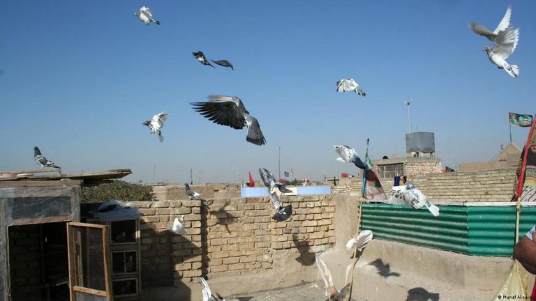 باحثون أعدوا أول خريطة شاملة لطفيليات الحمام في الجزائر