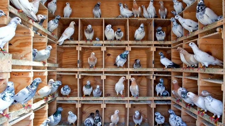 باحثون أعدوا أول خريطة شاملة لطفيليات الحمام في الجزائر