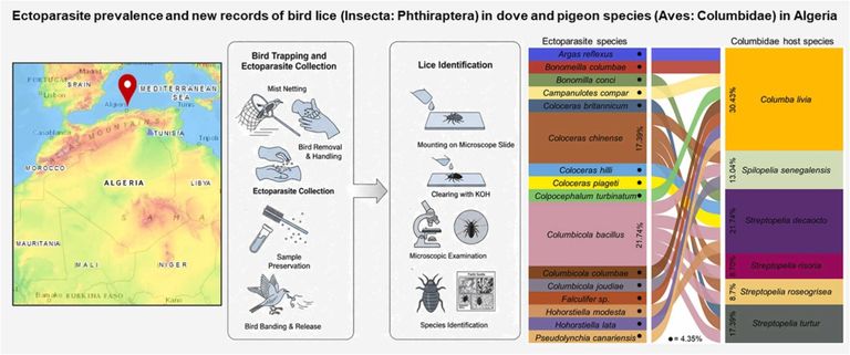 باحثون أعدوا أول خريطة شاملة لطفيليات الحمام في الجزائر