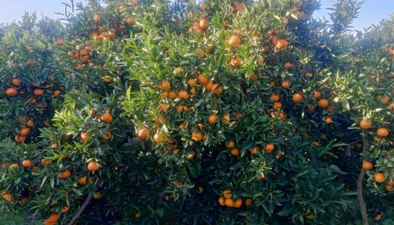 ضيعة برتقال في نابل التونسية