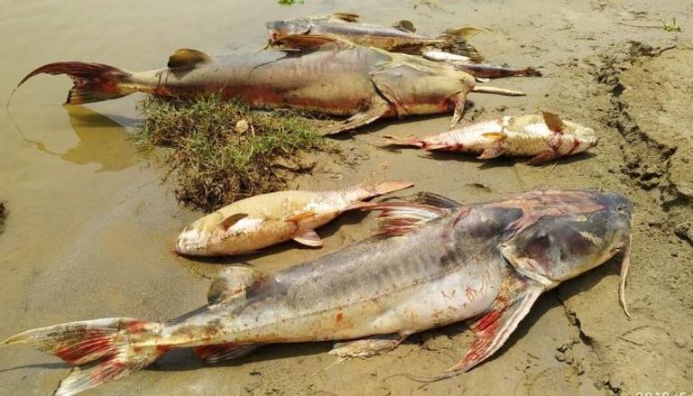 أسماك المانجواري