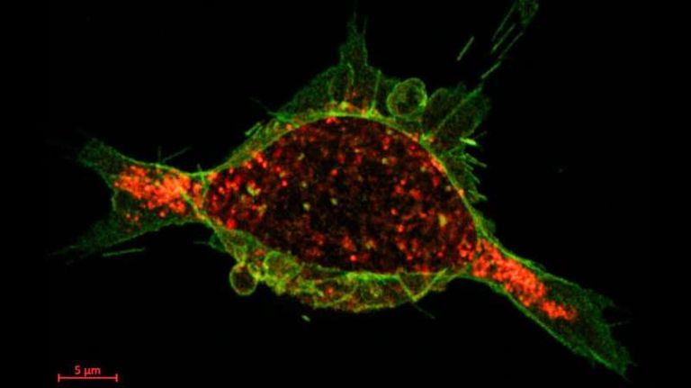 ابتكار تقنية تجعل الأجسام المضادة أكثر قدرة على اختراق الخلايا السرطانية