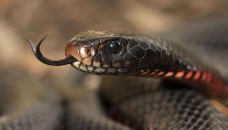 التقنية قد تساعد في منع تلف العضلات الناتج عن لدغات الثعابين.