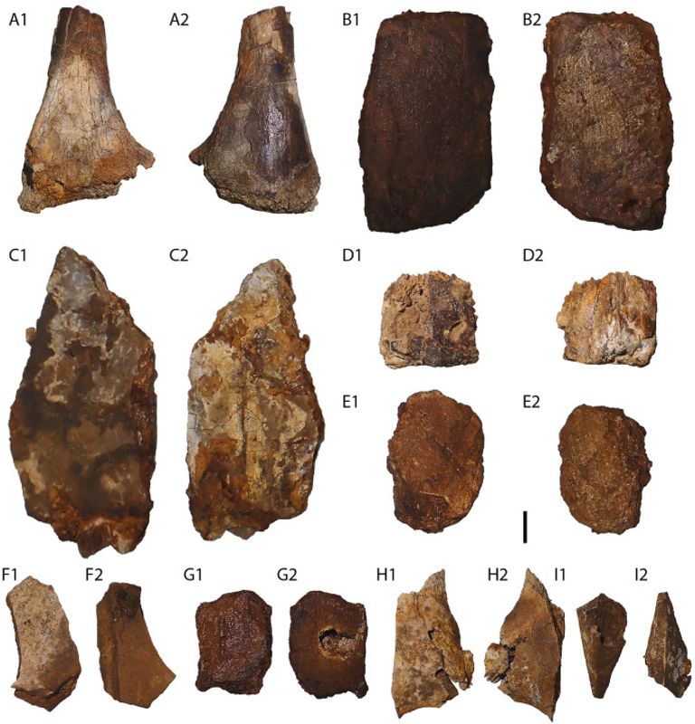 عينات أحفورية لثلاث سلاحف عاشت قبل نحو 95 مليون عام في مصر