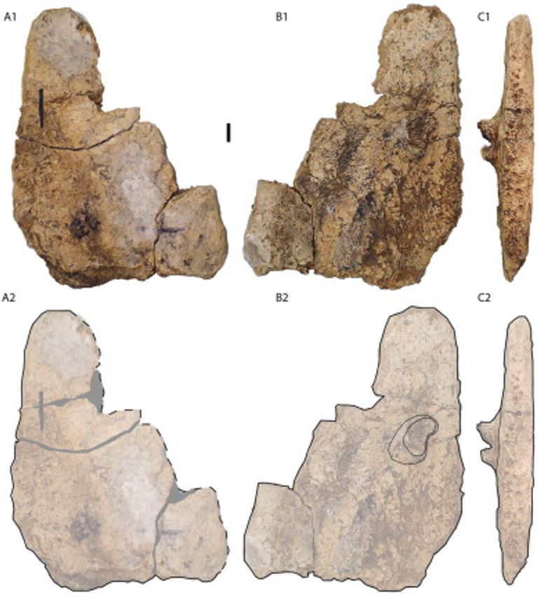 عينات أحفورية لثلاث سلاحف عاشت قبل نحو 95 مليون عام في مصر