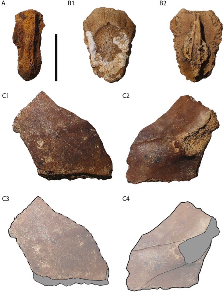 عينات أحفورية لثلاث سلاحف عاشت قبل نحو 95 مليون عام في مصر