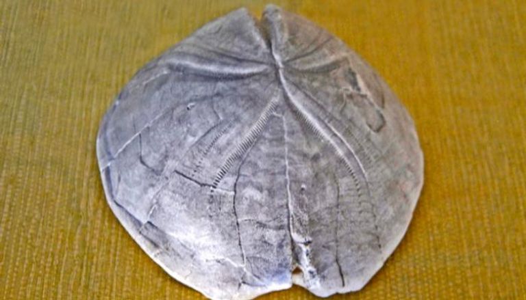 أحفورة نادرة لقنفذ بحر منقرض يُعرف باسم