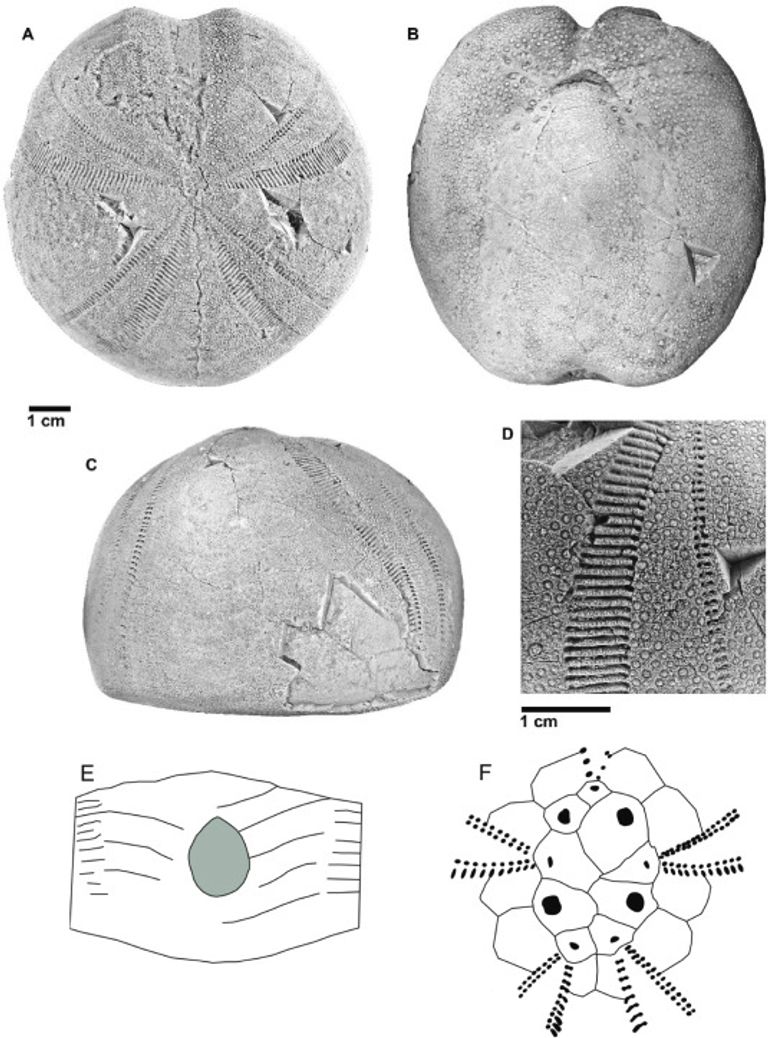 أحفورة نادرة لقنفذ بحر منقرض يُعرف باسم