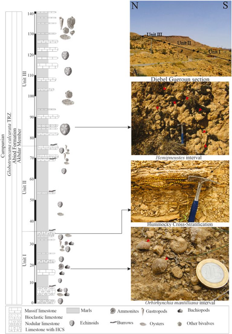 أحفورة نادرة لقنفذ بحر منقرض يُعرف باسم
