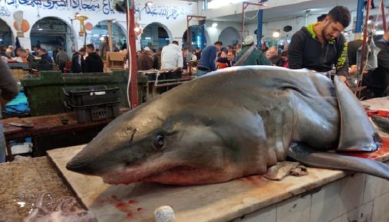 أسماك القرش في مياه خليج قابس التونسي أصبحت هدفا لشباك الصيادين