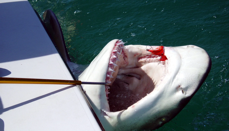 أسماك القرش في مياه خليج قابس التونسي أصبحت هدفا لشباك الصيادين