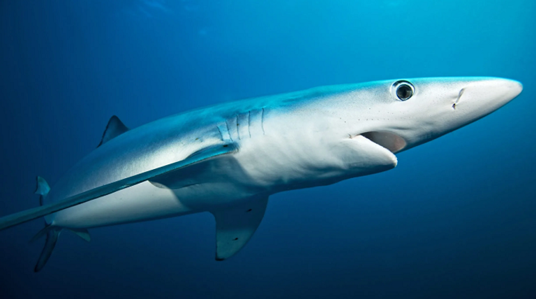 أسماك القرش في مياه خليج قابس التونسي أصبحت هدفا لشباك الصيادين