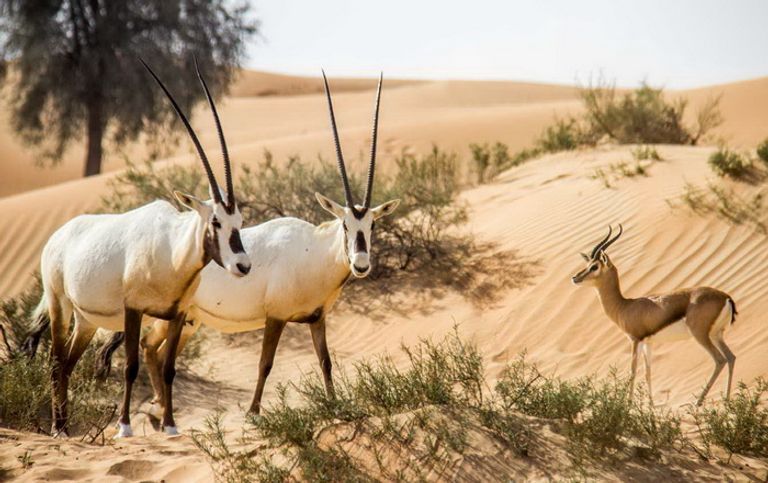 المحميات الطبيعية في الإمارات