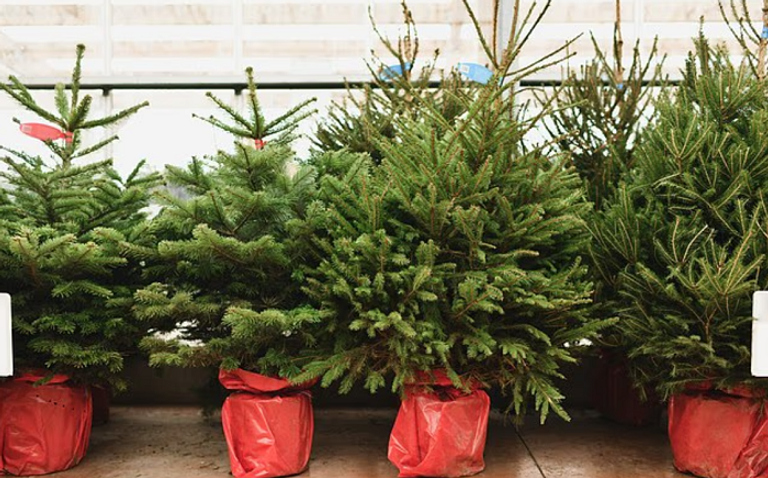 شجرة عيد الميلاد تقدم فوائد صحية 