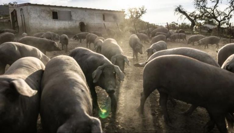 حمى الخنازير 