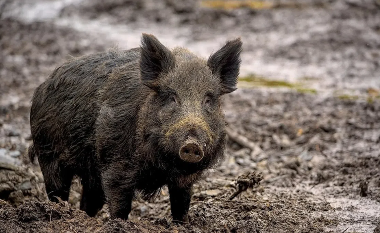 حمى الخنازير 