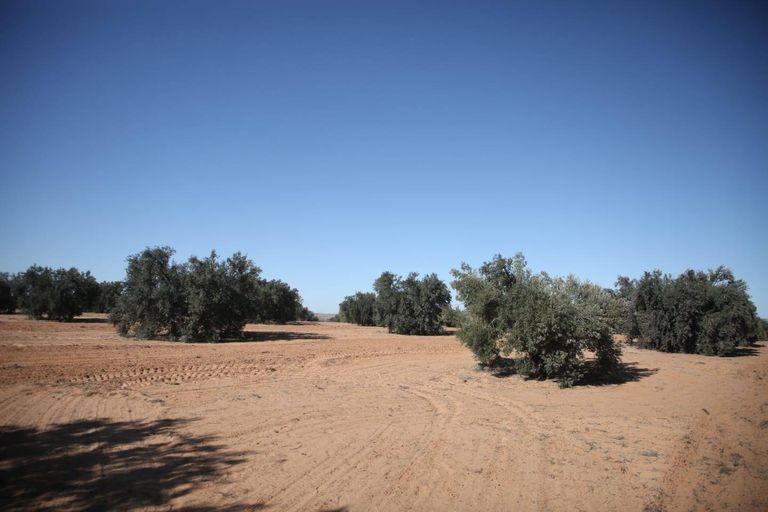 الزيتون التونسي