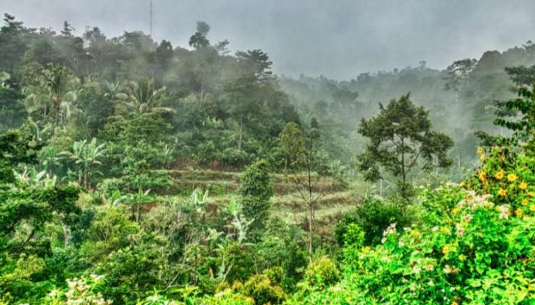 الغابات الاستوائية - كانفا 