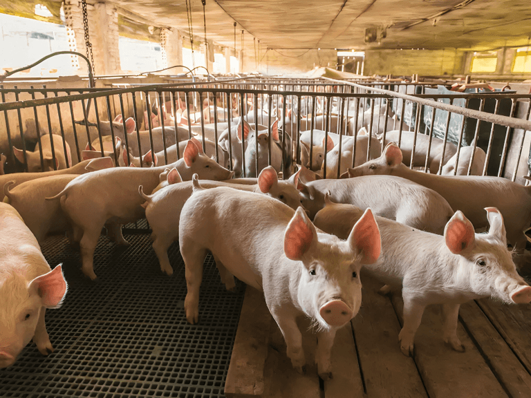 حمى الخنازير الأفريقية - تعبيرية