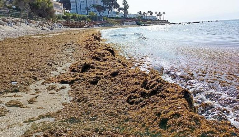مخاوف من وصول انتشار الطحالب البنية في المغرب لهذه الدرجة التي تظهرها الصورة  