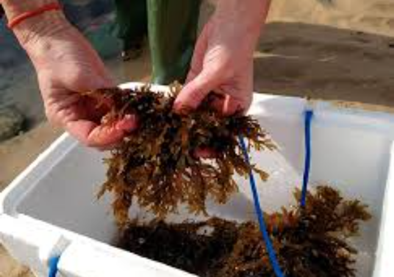 مخاوف من وصول انتشار الطحالب البنية في المغرب لهذه الدرجة التي تظهرها الصورة  