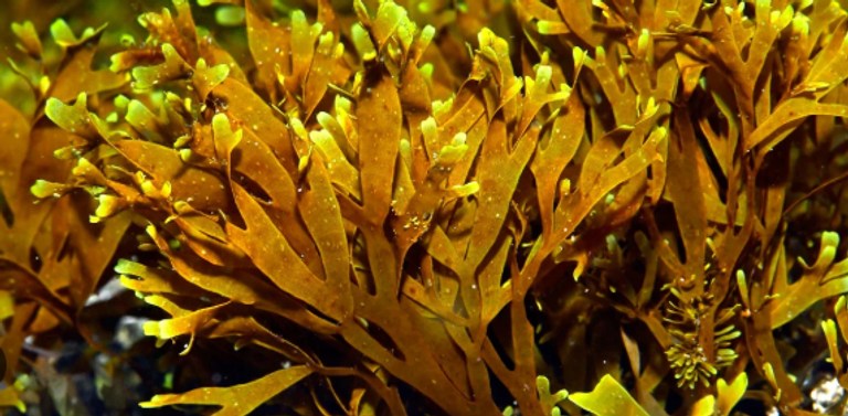 مخاوف من وصول انتشار الطحالب البنية في المغرب لهذه الدرجة التي تظهرها الصورة  