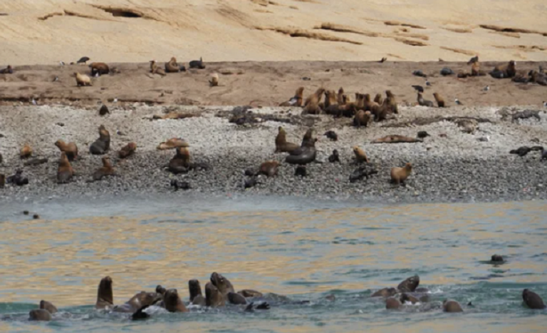 إنفلونزا الطيور تصيب أسود البحر في أستراليا