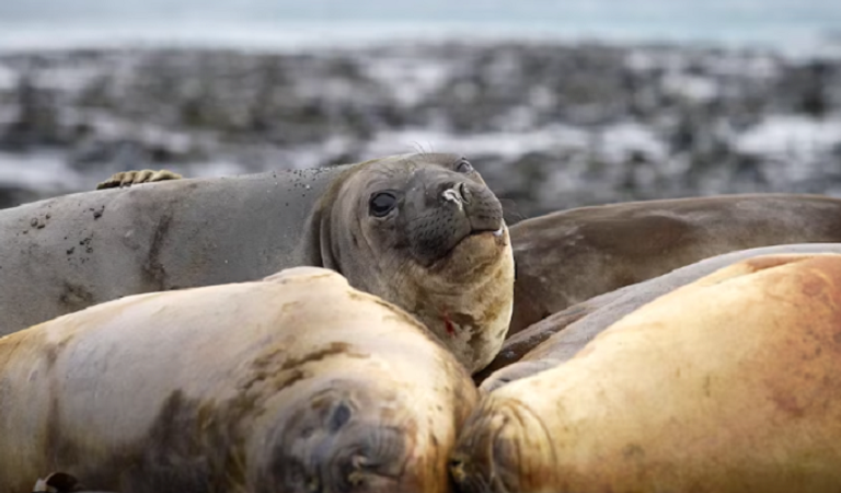 إنفلونزا الطيور تصيب أسود البحر في أستراليا