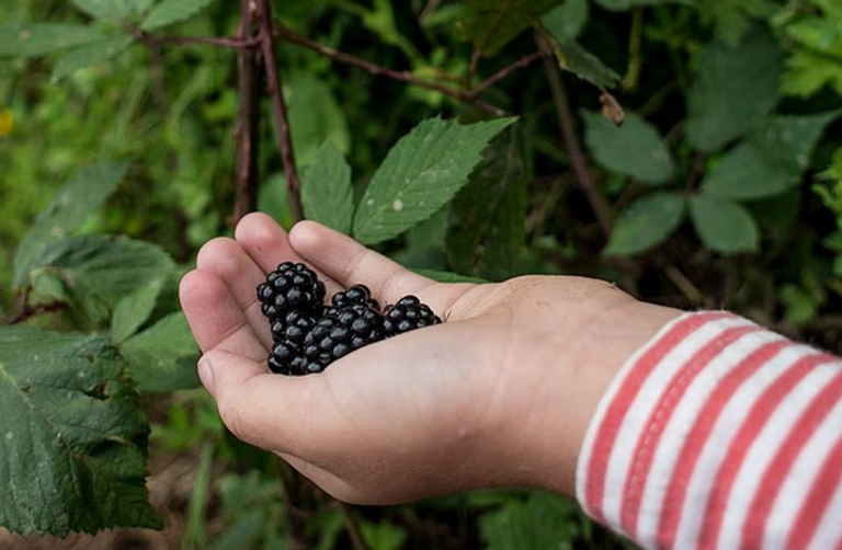 خبير تغذية بريطاني يدعو لإعادة النظر في عادات التسوّق الشتوية لتشمل الفواكه