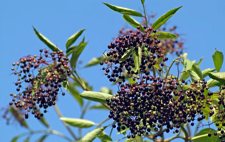 خبير تغذية بريطاني يدعو لإعادة النظر في عادات التسوّق الشتوية لتشمل الفواكه