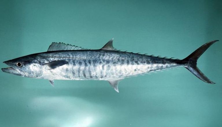 أسماك الكنعد