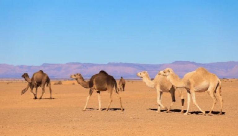 جمال الصحراء الجزائرية تحمل معدلات مرتفعة من طفيلي "التوكسوبلازما"