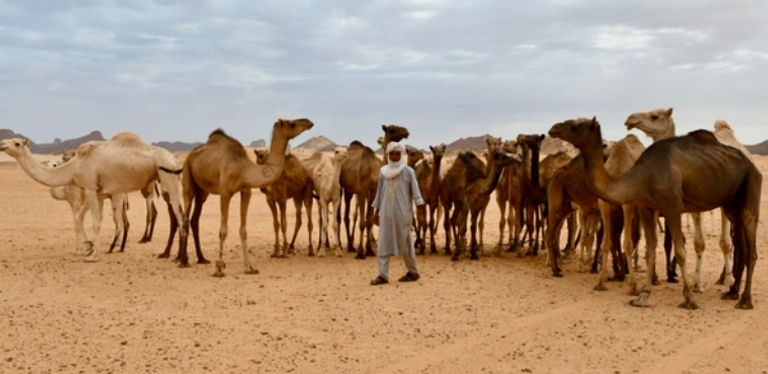 جمال الصحراء الجزائرية تحمل معدلات مرتفعة من طفيلي "التوكسوبلازما"