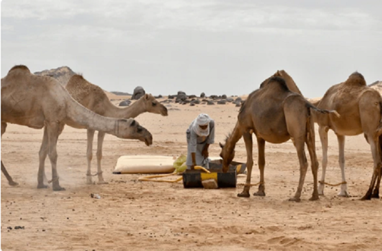 جمال الصحراء الجزائرية تحمل معدلات مرتفعة من طفيلي "التوكسوبلازما"