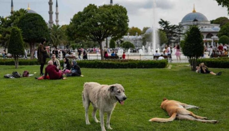 الكلاب الضالة في تركيا - أرشيفية